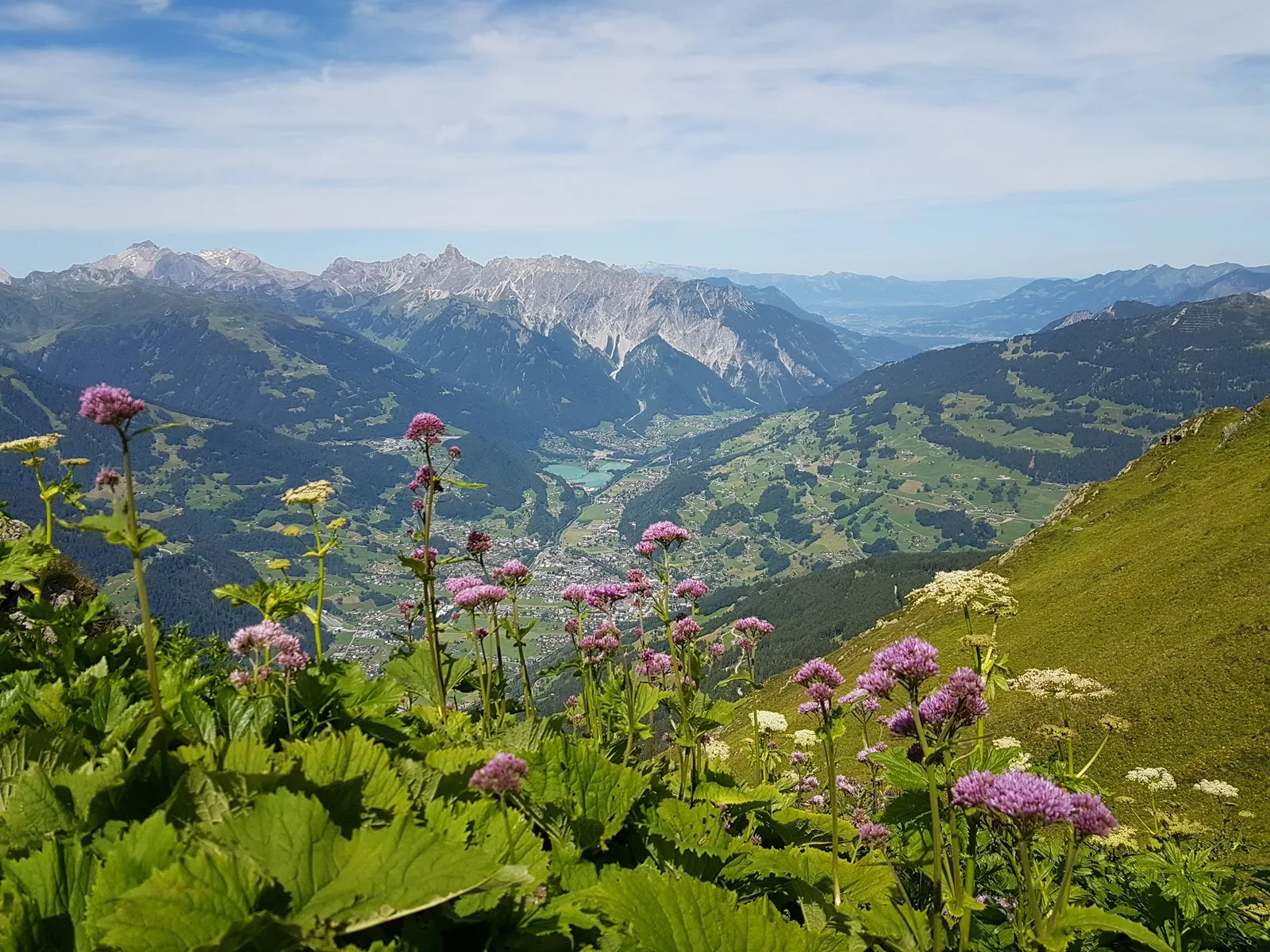 Blick von der Hütte über das Montafon, im Vordergrund blühende Bergpflanzen